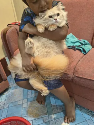 6-12 Months Male Purebred Persian