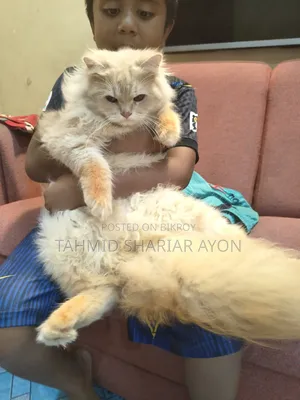6-12 Months Male Purebred Persian
