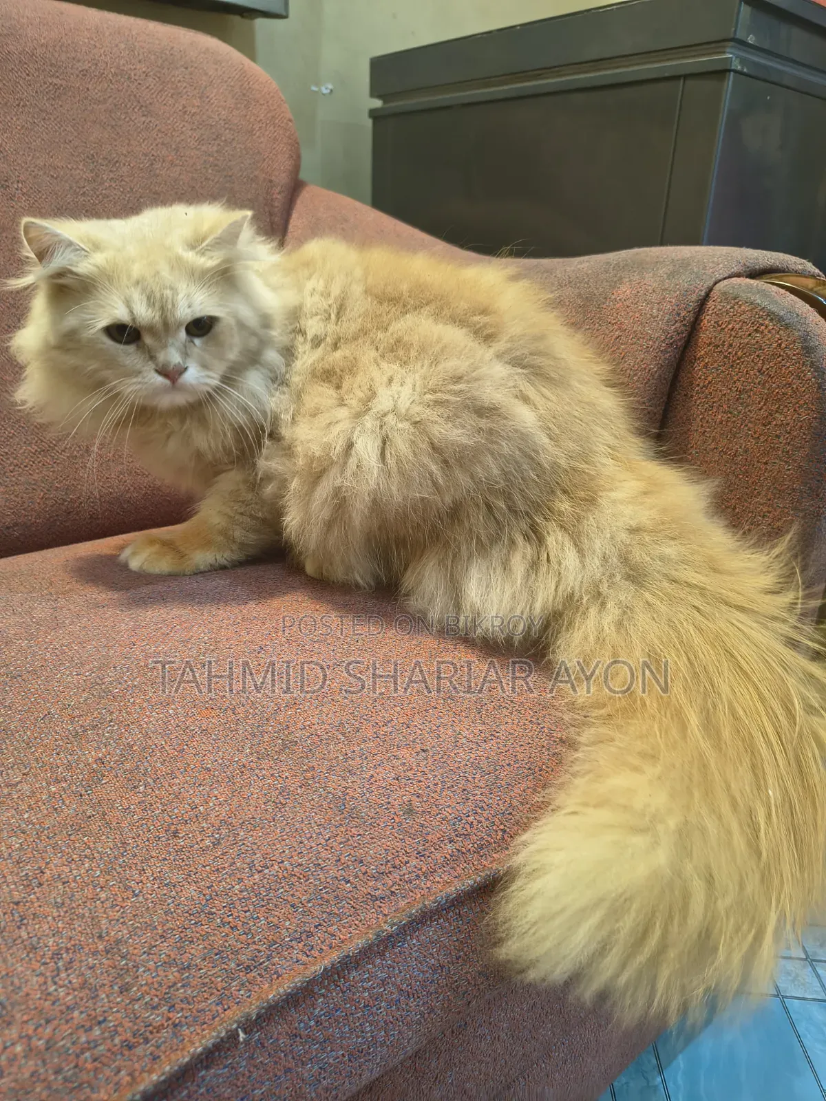 6-12 Months Male Purebred Persian