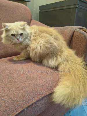 6-12 Months Male Purebred Persian