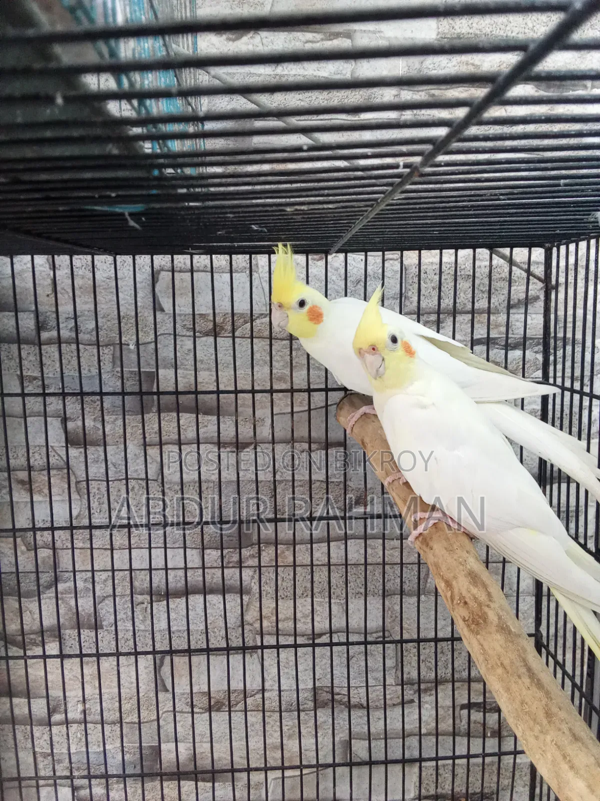 Cocatel Running Pair
