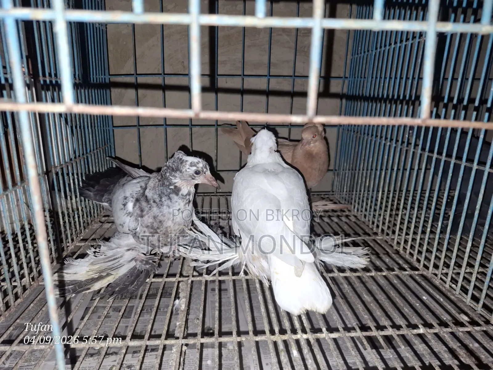 লোটন ও পারভীন