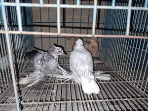 লোটন ও পারভীন