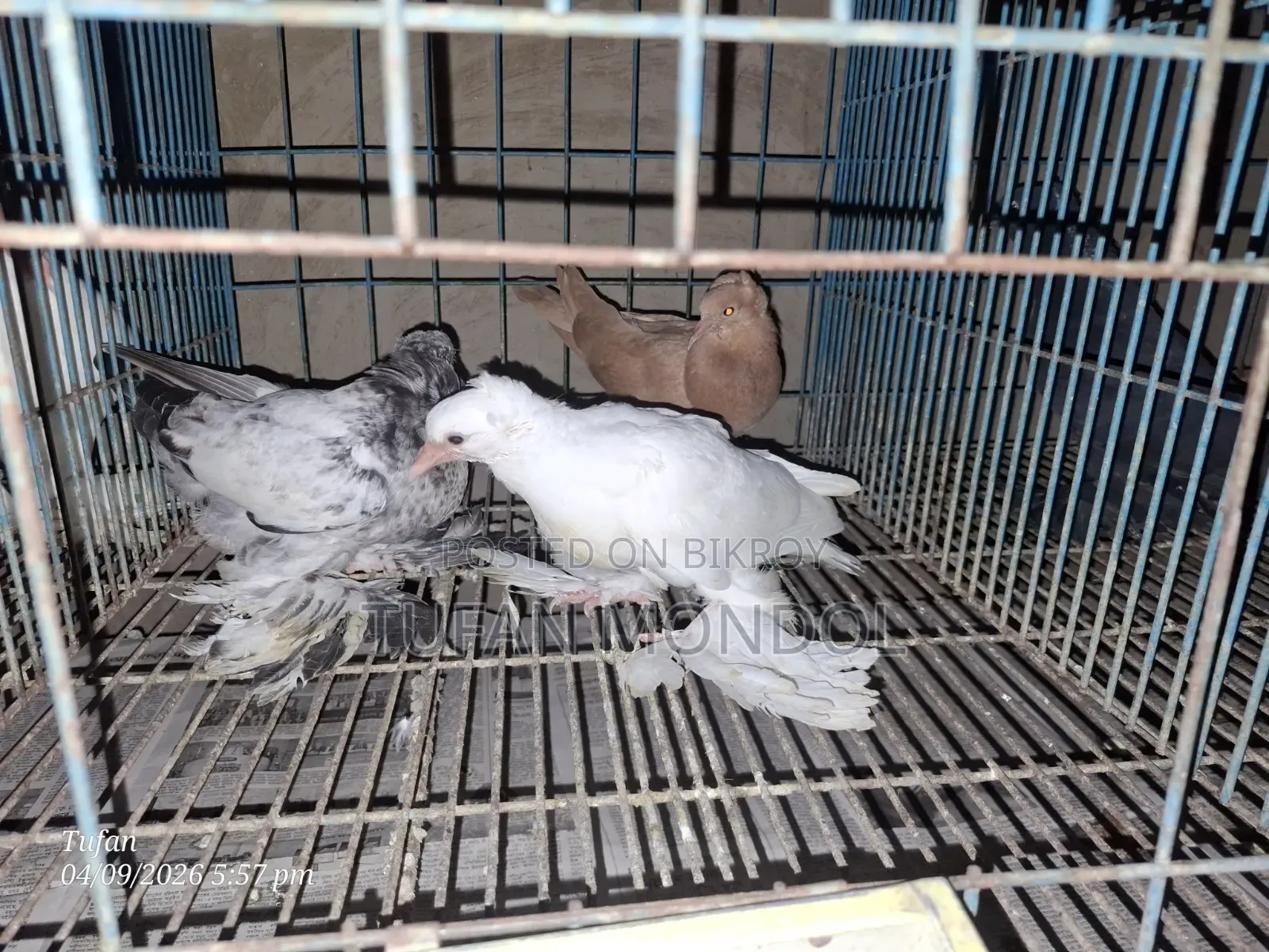 লোটন ও পারভীন