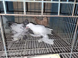 লোটন ও পারভীন