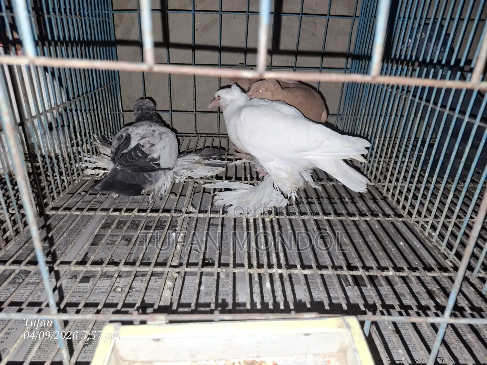 লোটন ও পারভীন