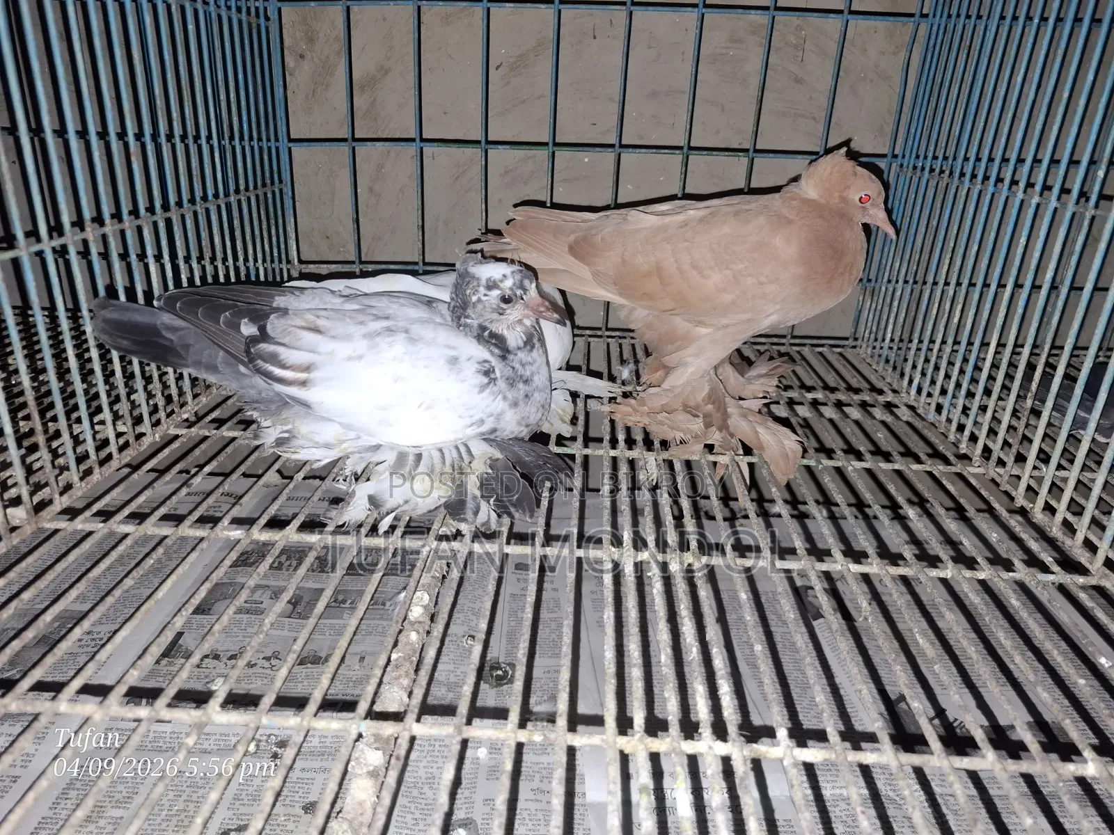 লোটন ও পারভীন