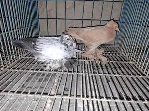 লোটন ও পারভীন