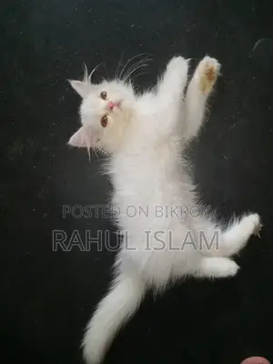 3-6 Months Male Purebred Persian