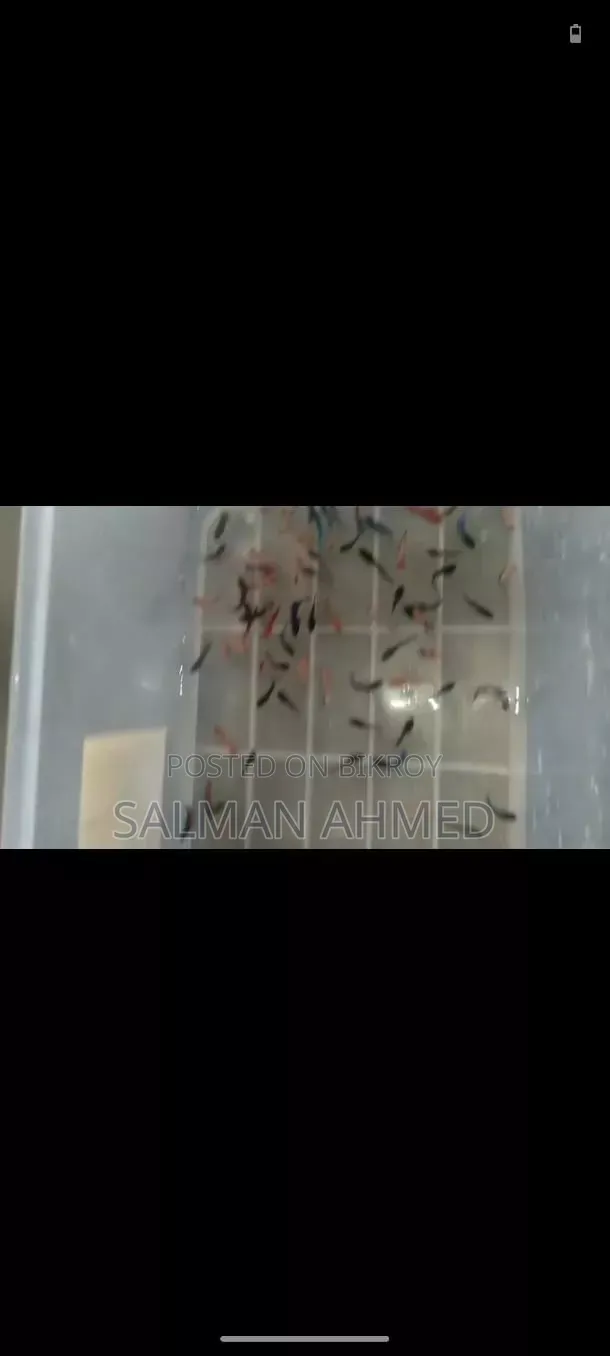 বেটা মাছের বাচ্চা
