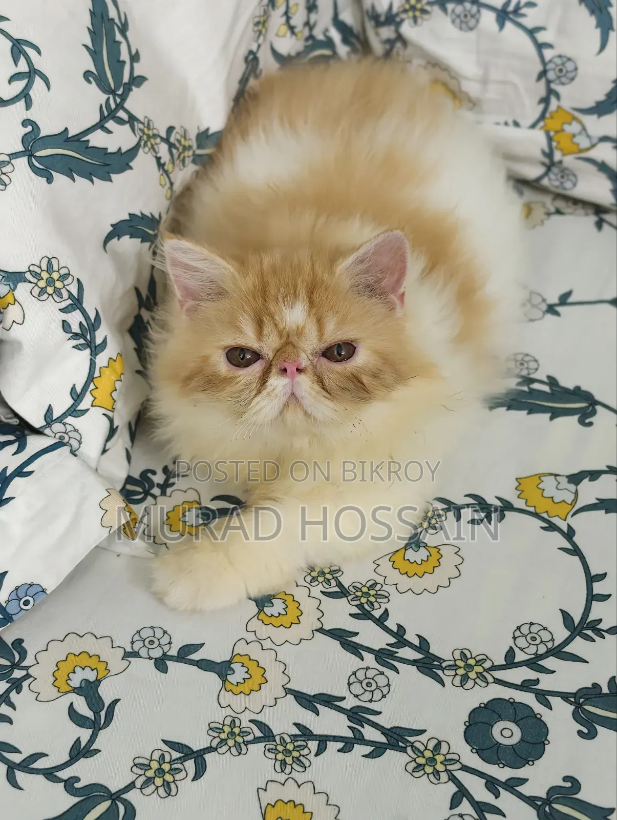 1-3 Months Female Purebred Exotic