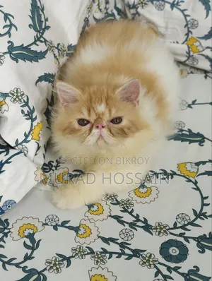 1-3 Months Female Purebred Exotic