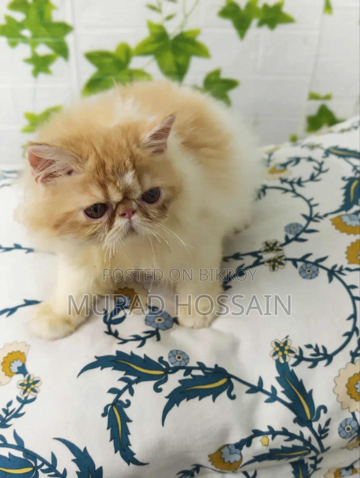 1-3 Months Female Purebred Exotic