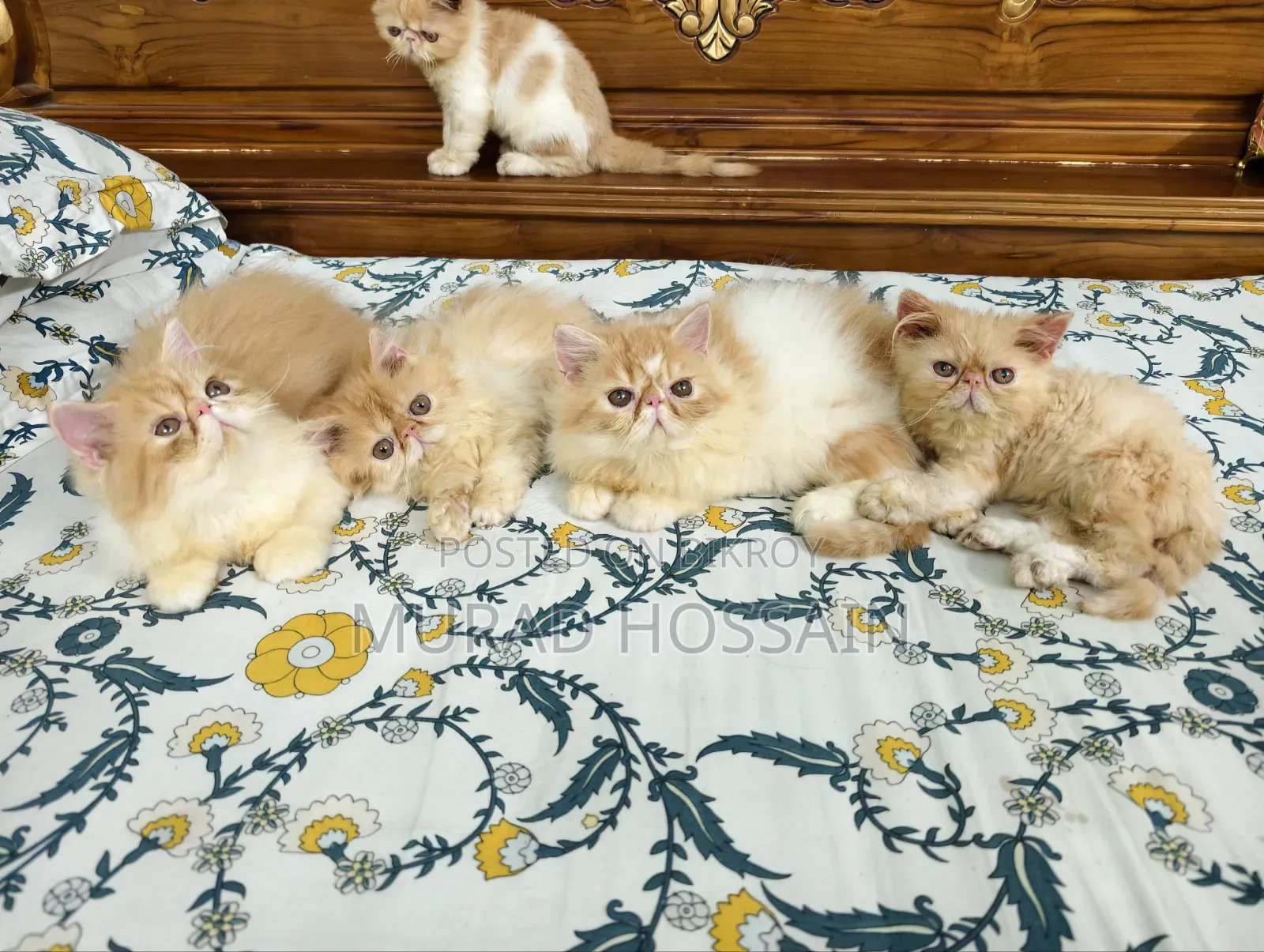 1-3 Months Female Purebred Exotic