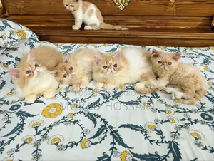 1-3 Months Female Purebred Exotic
