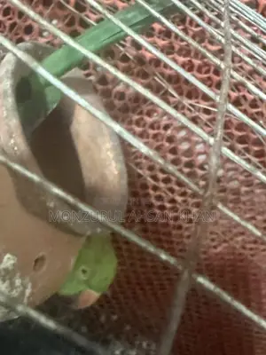 কথা বলা ফিমেল টিয়া সেল হবে