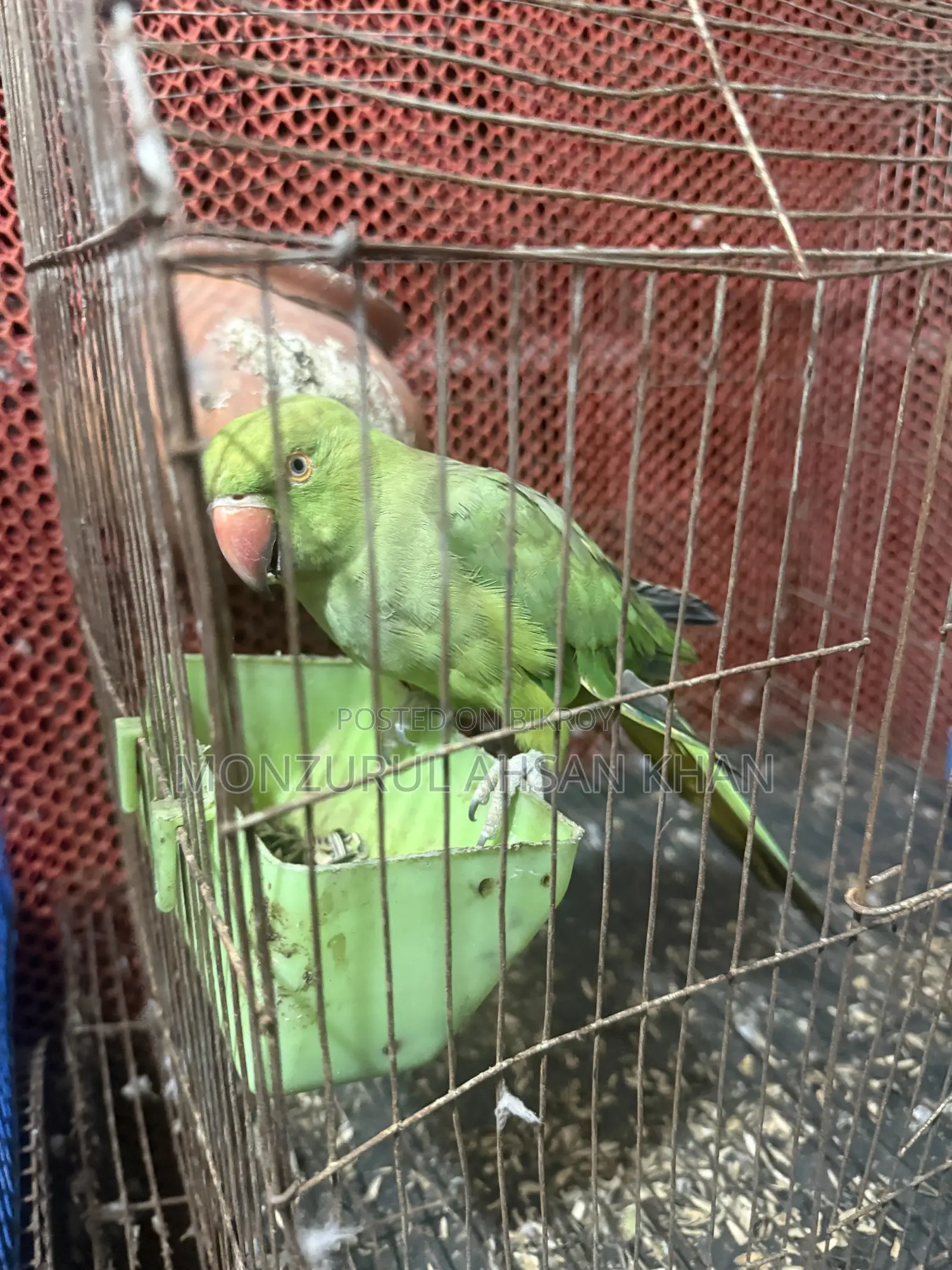 কথা বলা ফিমেল টিয়া সেল হবে