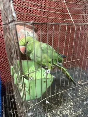 কথা বলা ফিমেল টিয়া সেল হবে