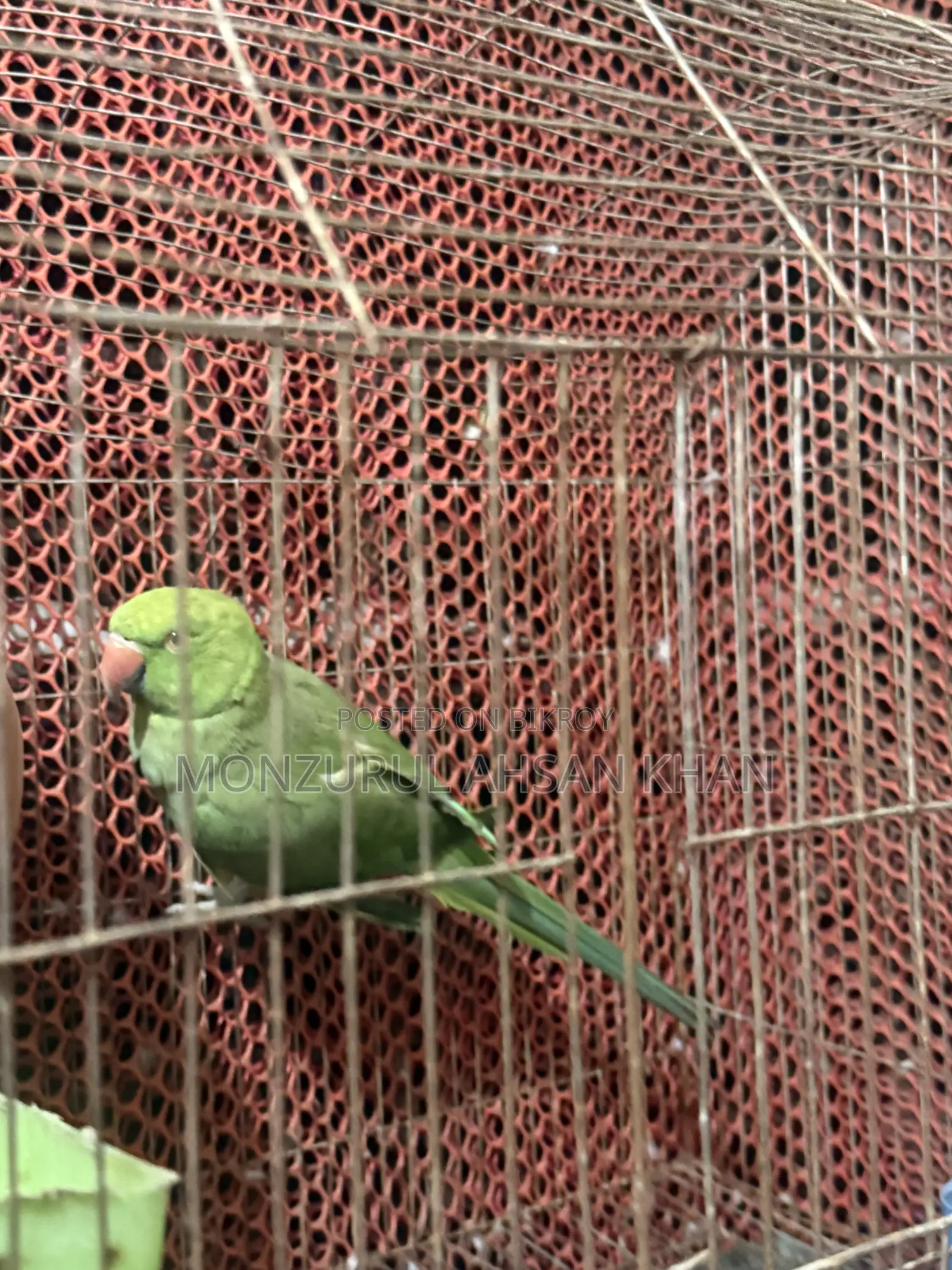 কথা বলা ফিমেল টিয়া সেল হবে
