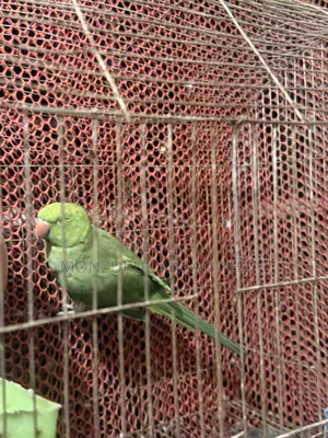 কথা বলা ফিমেল টিয়া সেল হবে