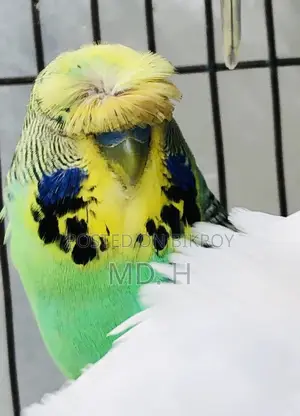 Crested Bangla Split Exhi Green Budgies