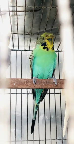Crested Bangla Split Exhi Green Budgies