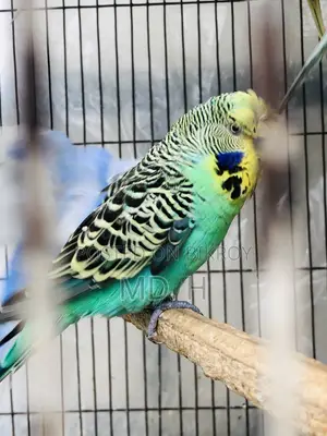 Crested Bangla Split Exhi Green Budgies