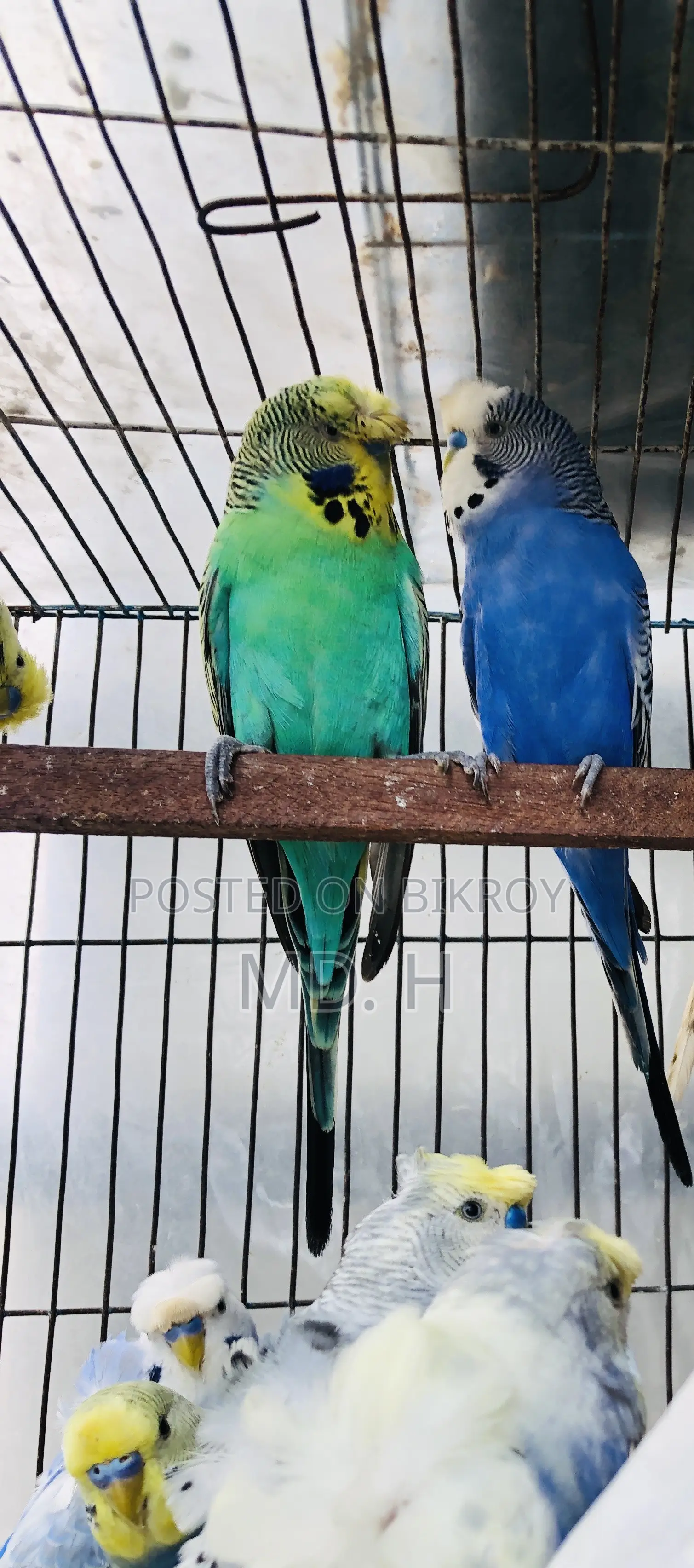 Crested Bangla Split Exhi Green Budgies