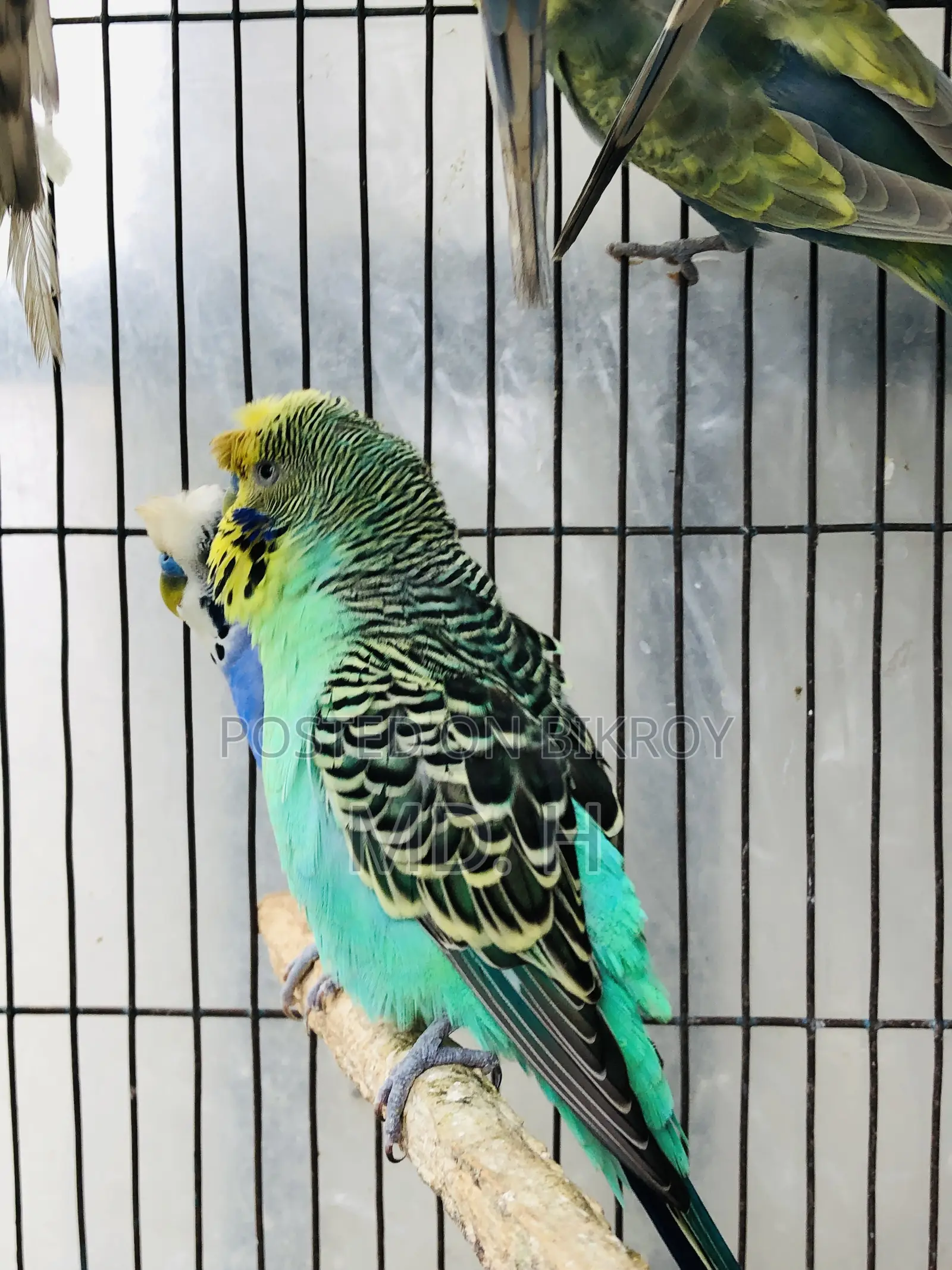 Crested Bangla Split Exhi Green Budgies