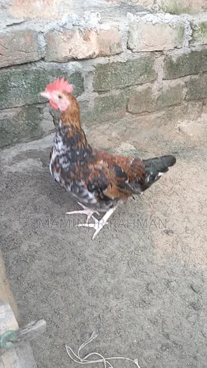 সুস্বাদু শতভাগ দেশি মুরগি