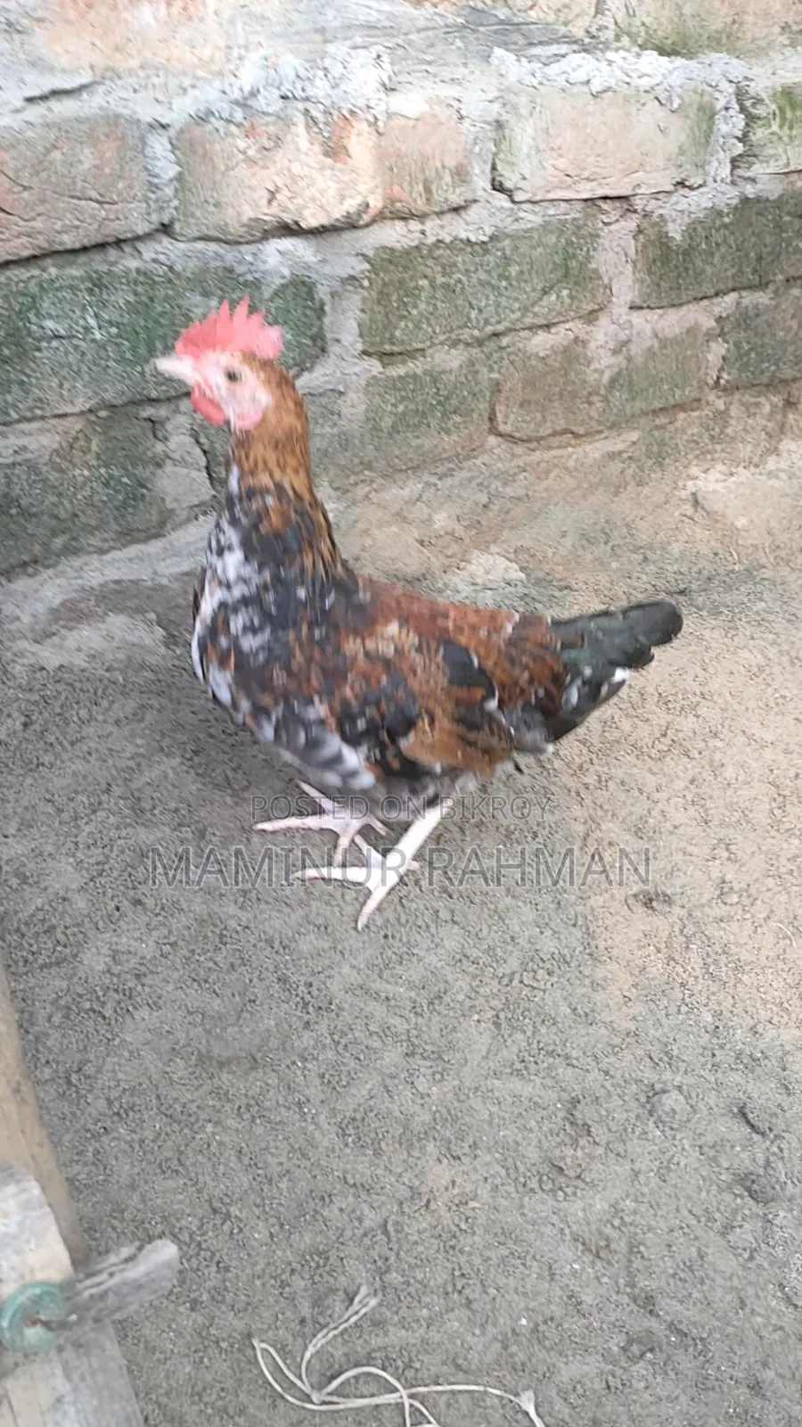 সুস্বাদু শতভাগ দেশি মুরগি
