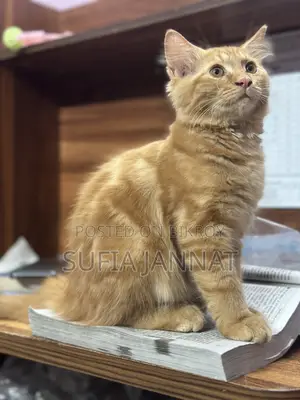 3-6 Months Female Mixed Breed Maine Coon