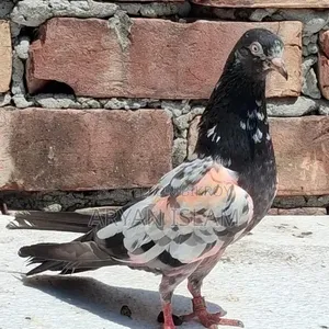 চিনাটেডি মাদী রানিং
