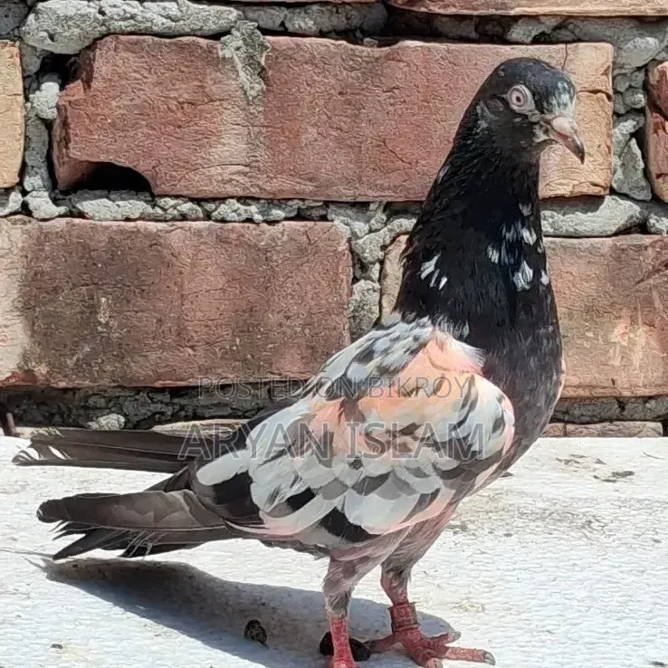 চিনাটেডি মাদী রানিং