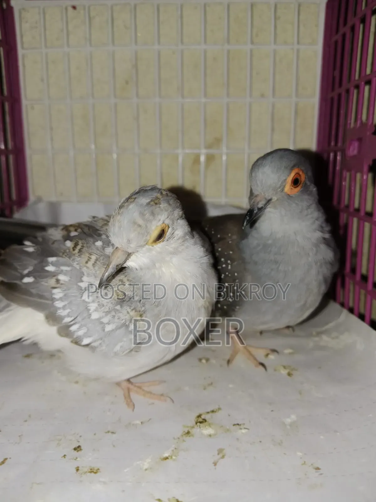Diamond Dove