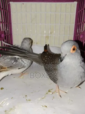Diamond Dove