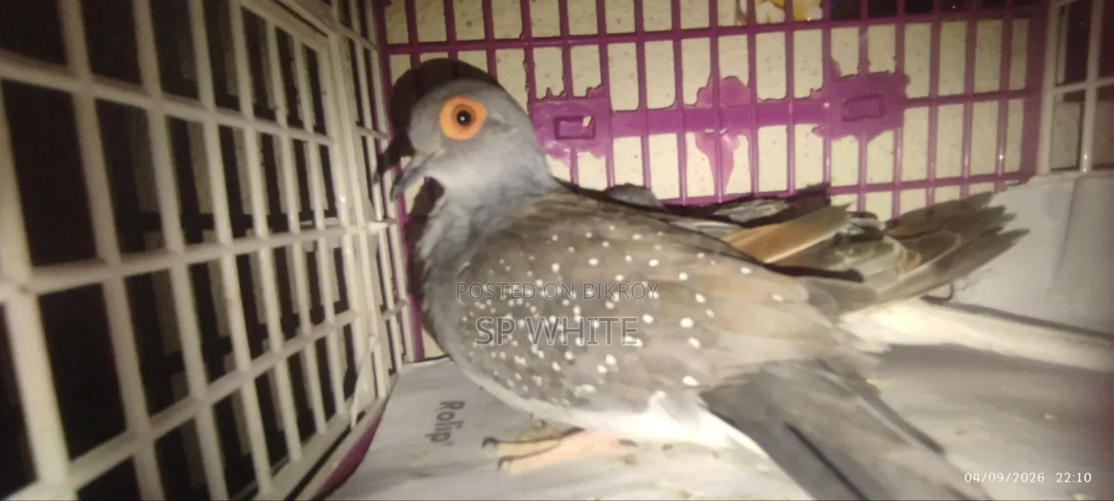 Diamond Dove