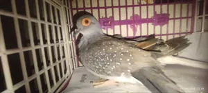 Diamond Dove