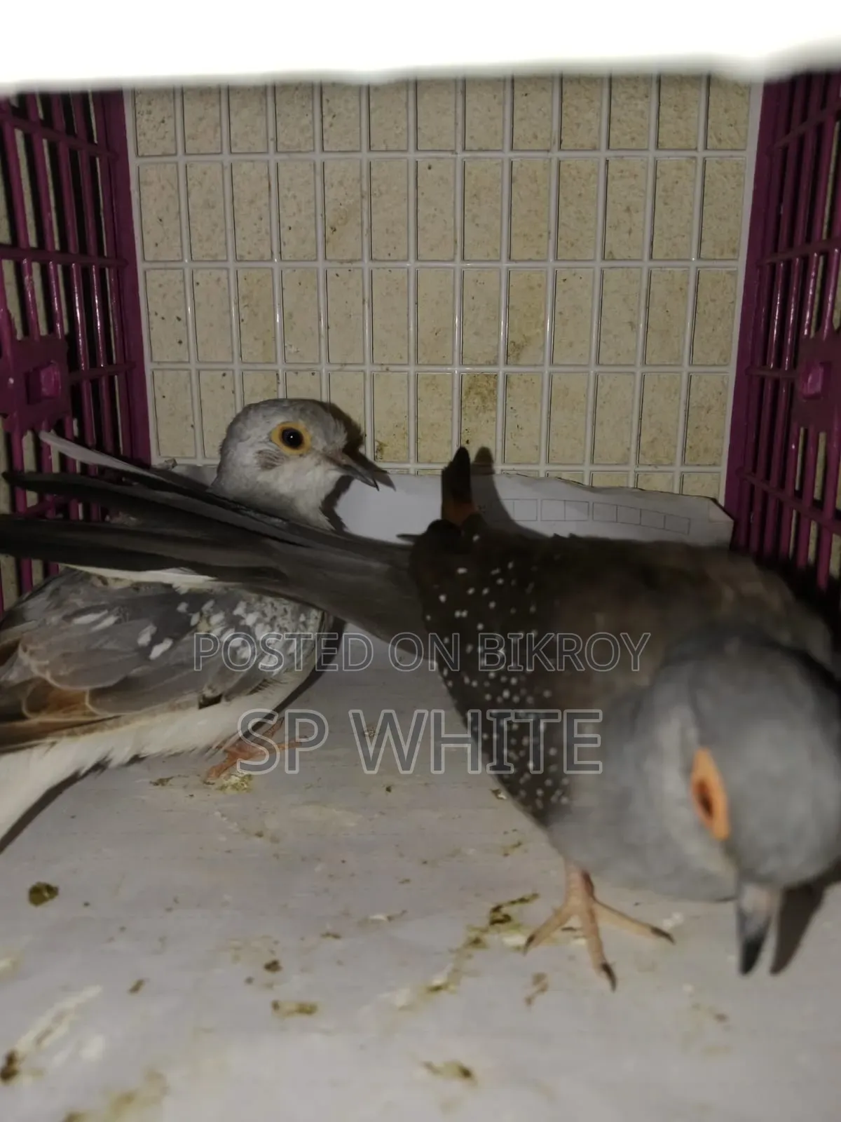 Diamond Dove