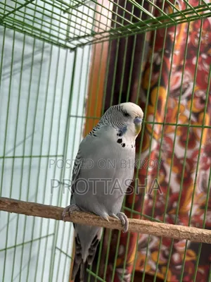 English Budgie Bloodline Male