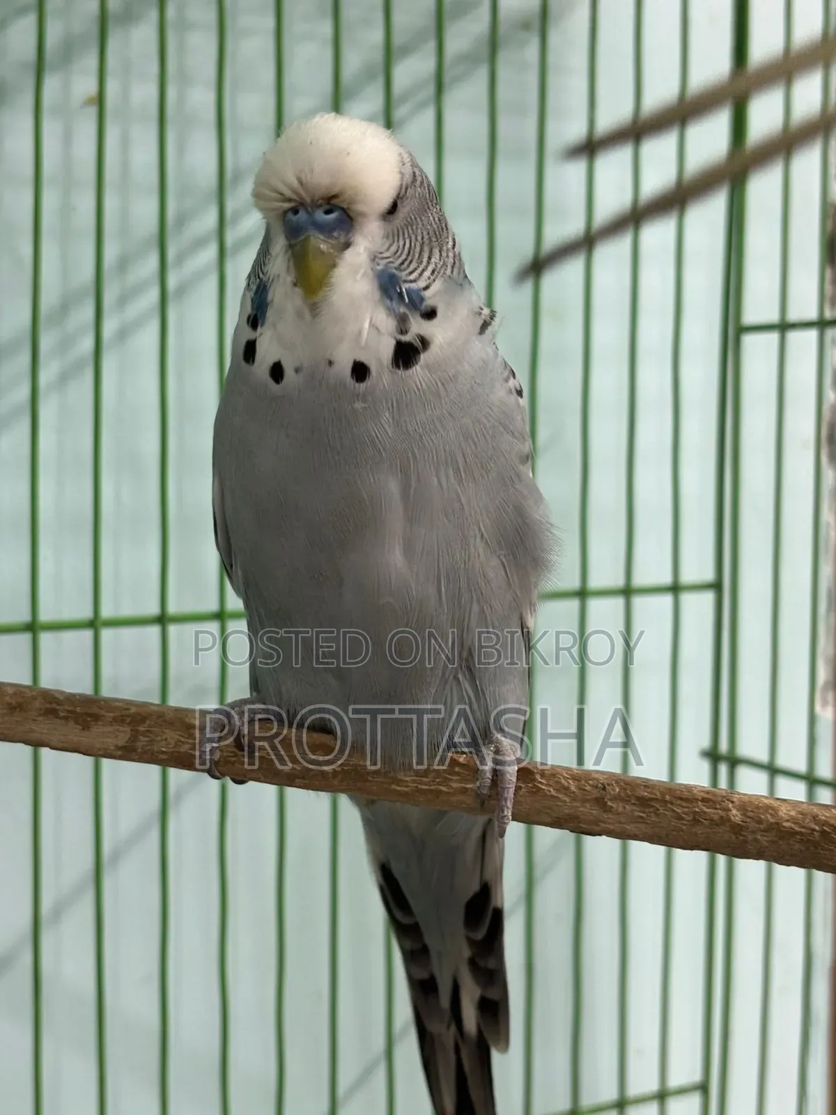 ইংলিশ বাজিগর ব্লাডলাইন মেল