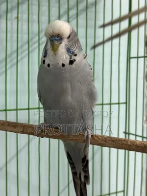 ইংলিশ বাজিগর ব্লাডলাইন মেল