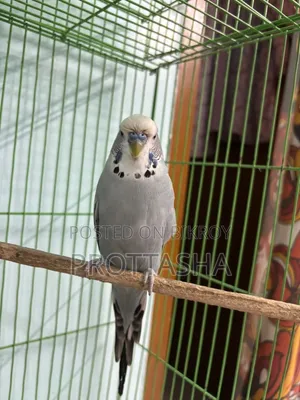 ইংলিশ বাজিগর ব্লাডলাইন মেল