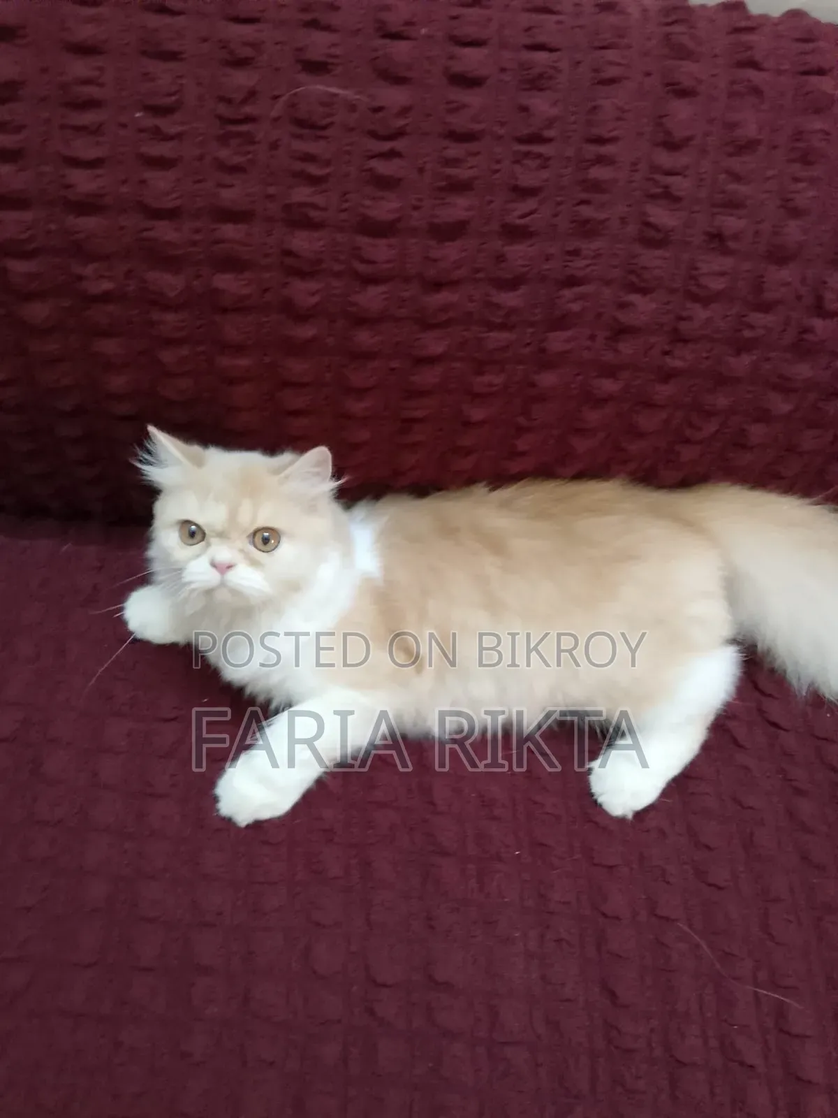 3-6 Months Female Purebred Persian