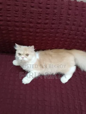 3-6 Months Female Purebred Persian