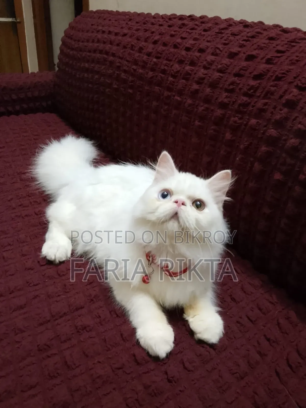 3-6 Months Male Purebred Persian