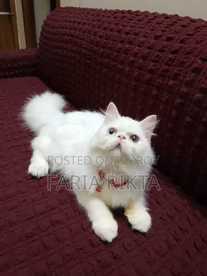 3-6 Months Male Purebred Persian