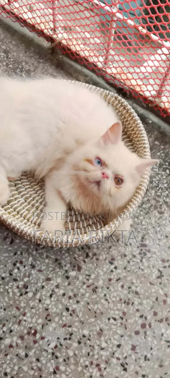 3-6 Months Male Purebred Persian