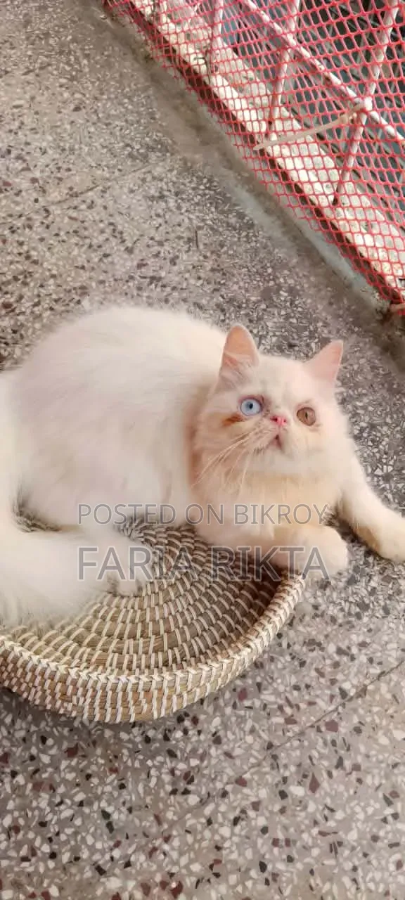 3-6 Months Male Purebred Persian