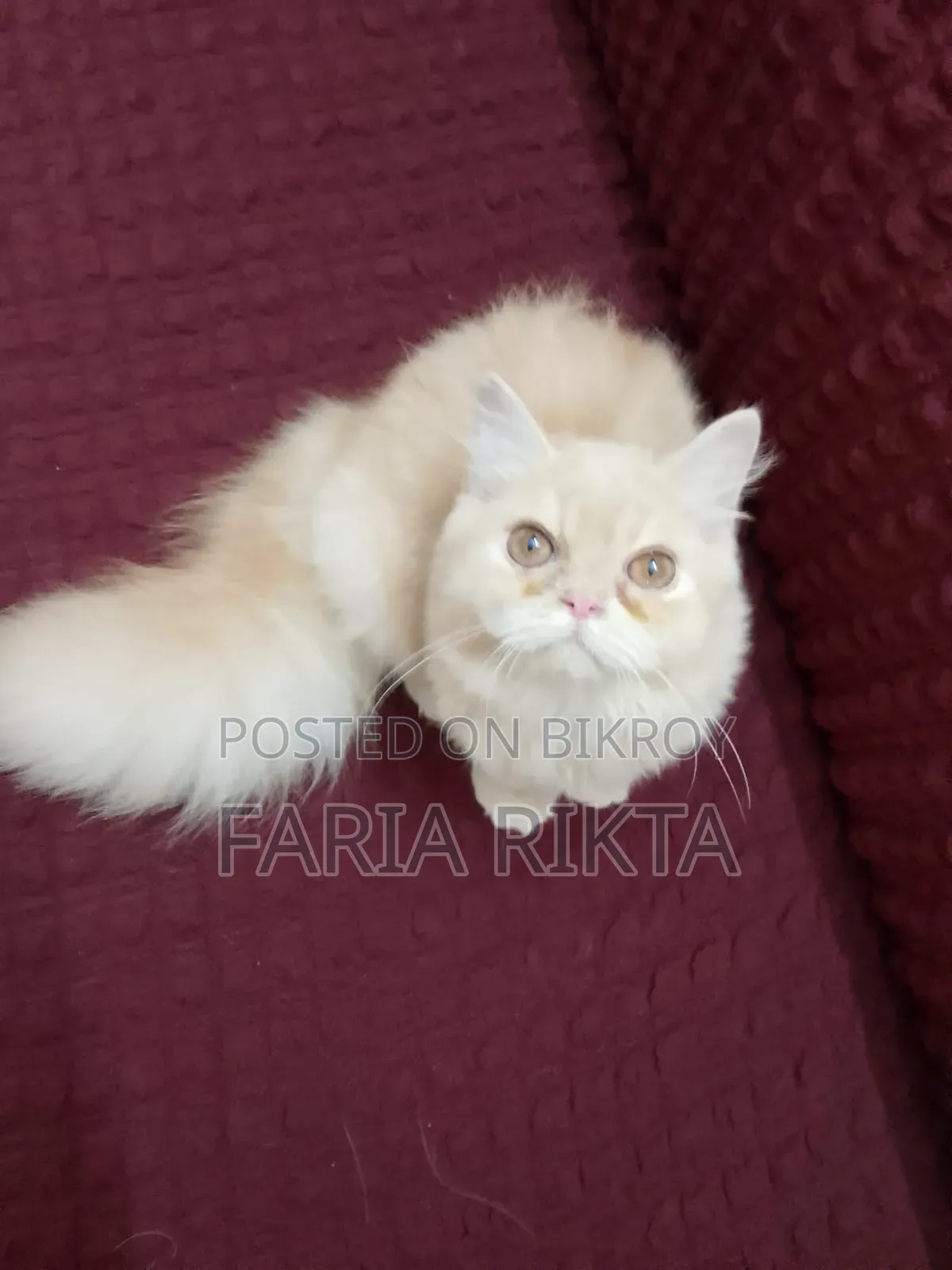 3-6 Months Female Purebred Persian